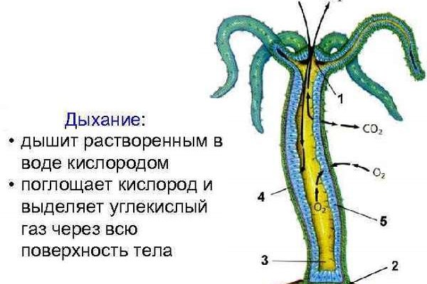 Кракен маркетплейс в москве